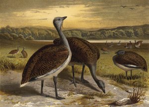Great Bustard by European School